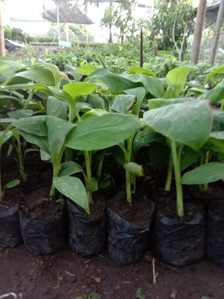 Distributor Bibit Pisang Cavendish terkenal di Kabupaten Banyuwangi 081272952618 Berkualitas