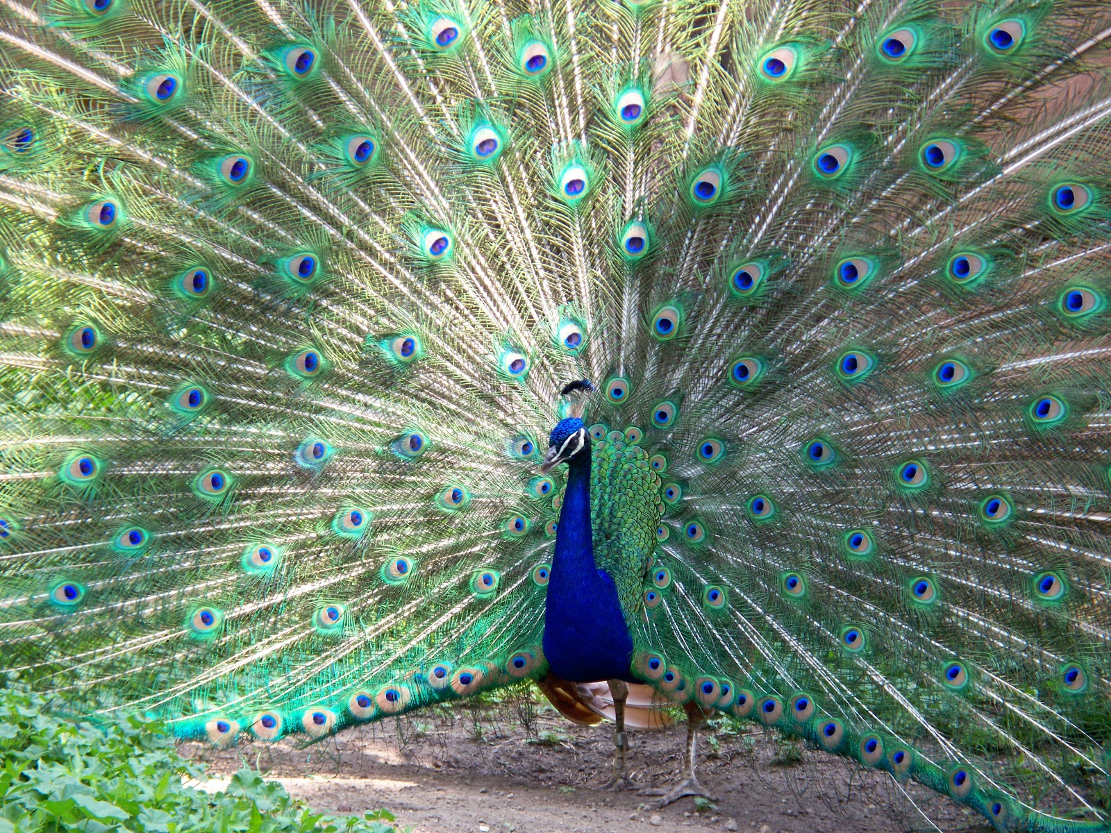 File:Peacock Milwaukee County ...