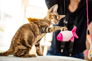 Interactive Cat Fish Toy
