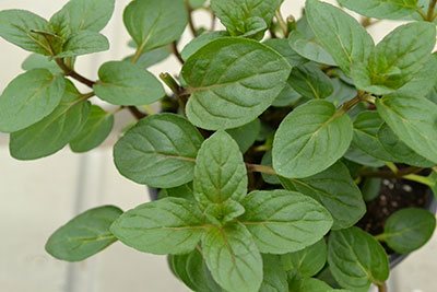 oregano