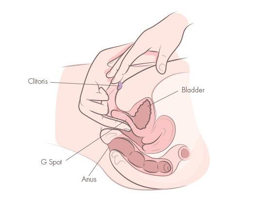 g-spot-clitoris-masturbation-cross-section