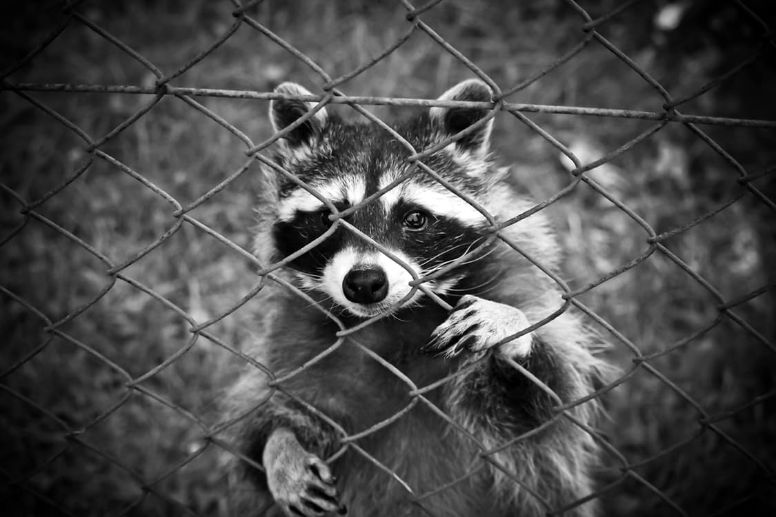 raccoon-animal-animal-world-wildlife-photography-160709.jpg