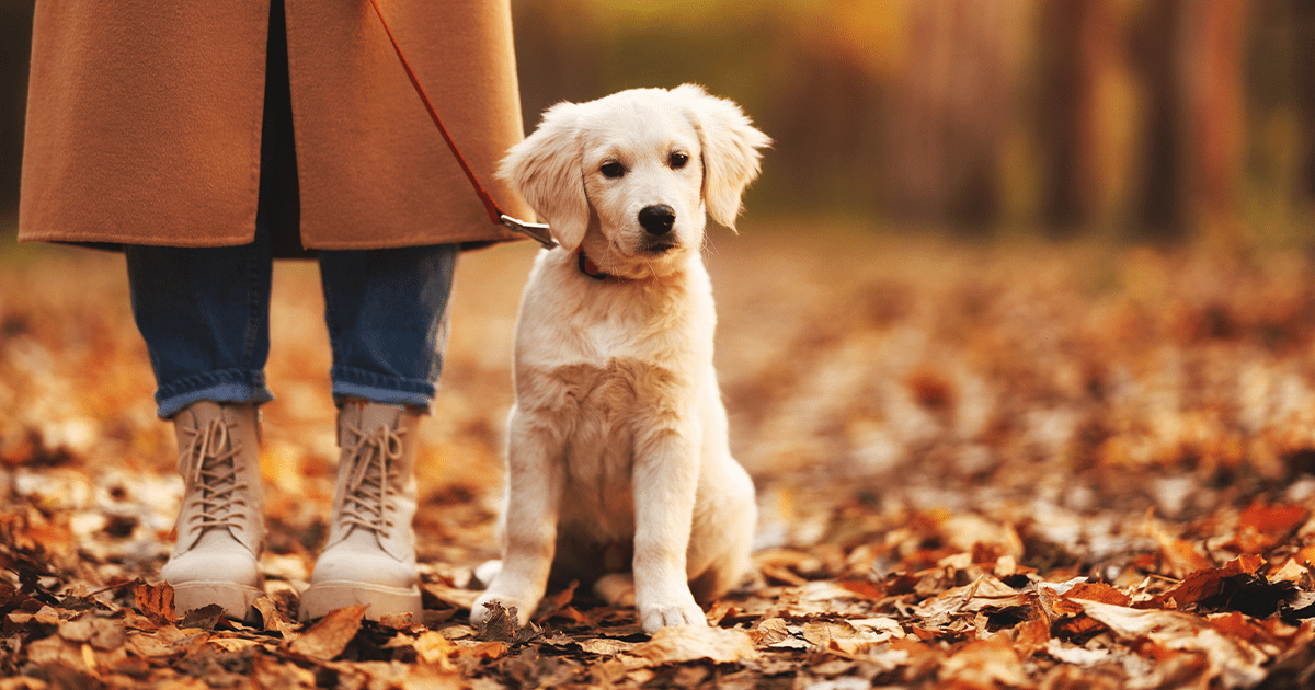 Golden retriever puppy in autumn leaves