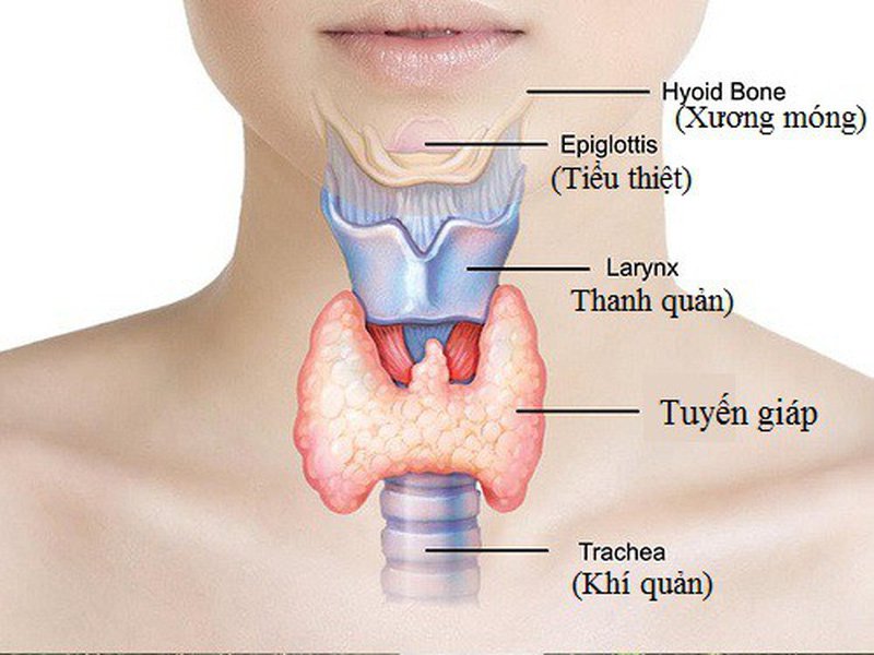 cắt tuyến giáp,cắt 2 thùy tuyến giáp,cắt toàn bộ tuyến giáp,cắt tuyến giáp toàn phần,ảnh hưởng sau khi cắt tuyến giáp