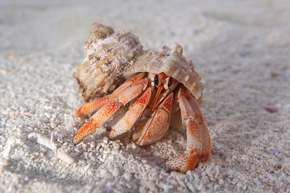 Do Hermit Crabs Live In Water