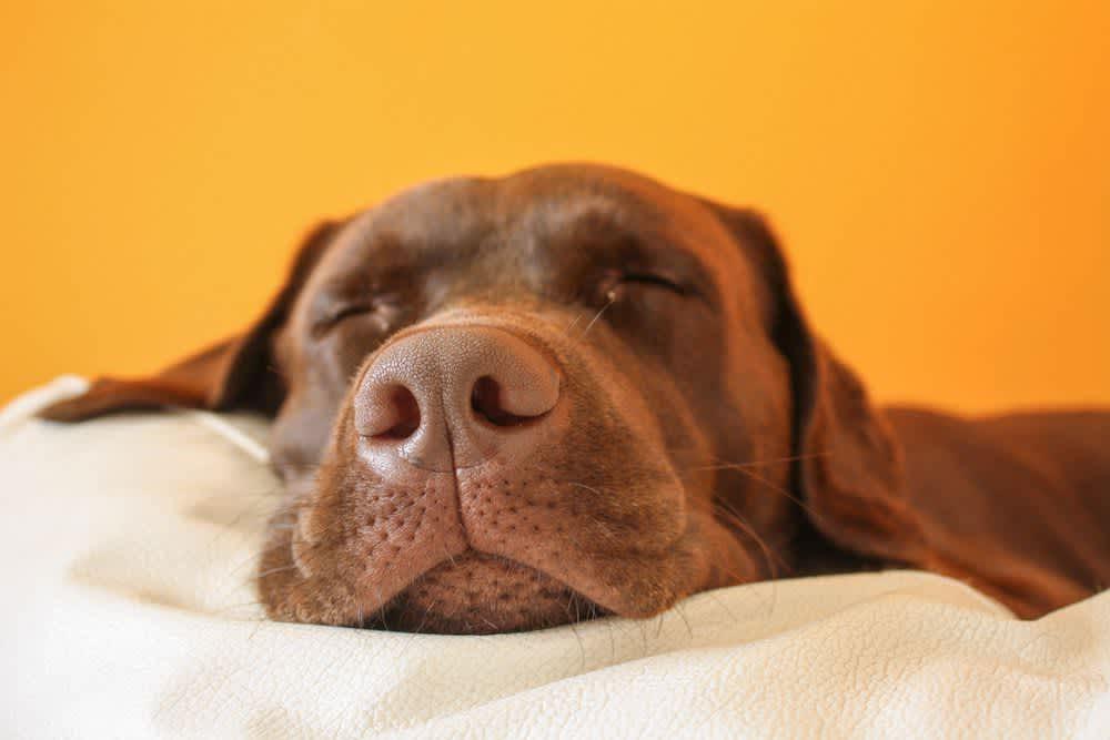 How Many Hours a Day Do Dogs Sleep? 