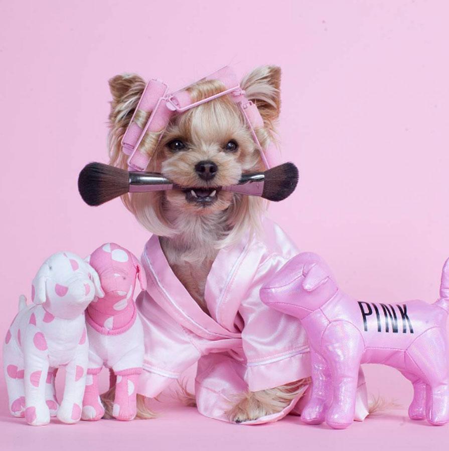 Top 6: Perros fashion - Frida Pets
