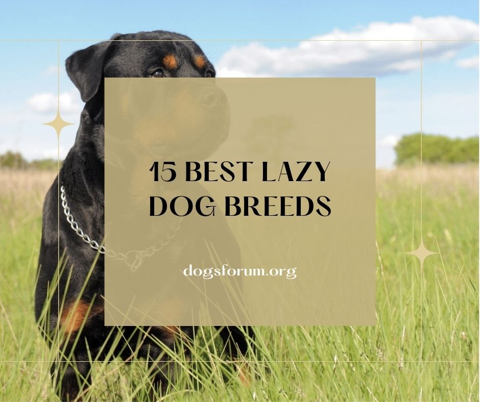 lazy dog breeds