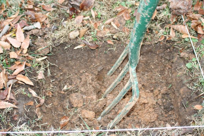 using a garden fork to loosen soil