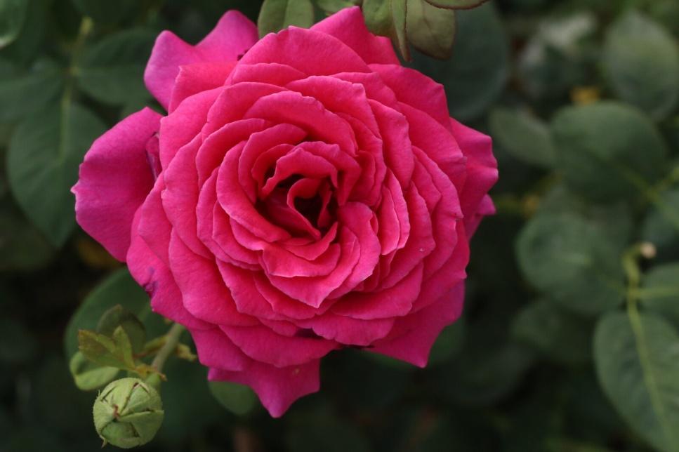 Order Flowers- SnapBlooms.com