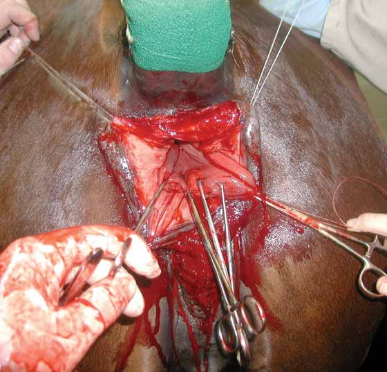 Pre-placed stay sutures anchored caudal to the tear (at the 5- and 7-o'clock positions) allow for visualization of the tear.