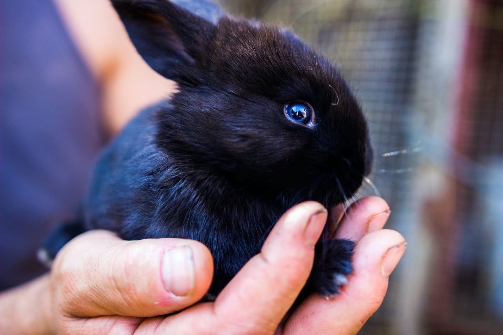 black rabbit