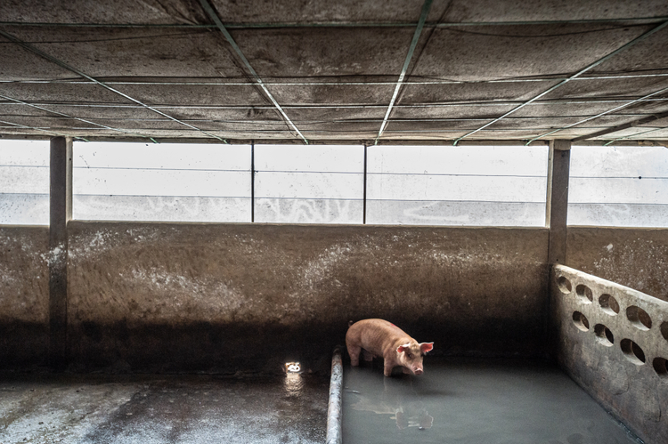 A pig at an industrial farm.