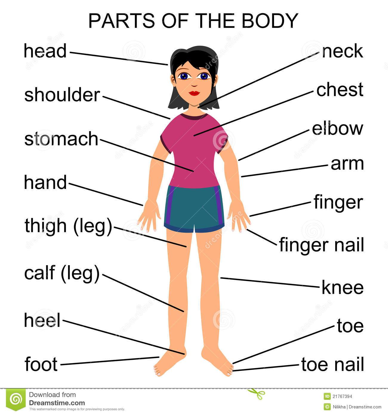 Resultado de imagen de imagenes de parts of the body