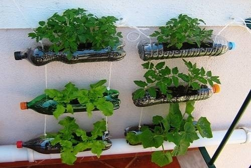 Mô hình trồng rau treo tường
