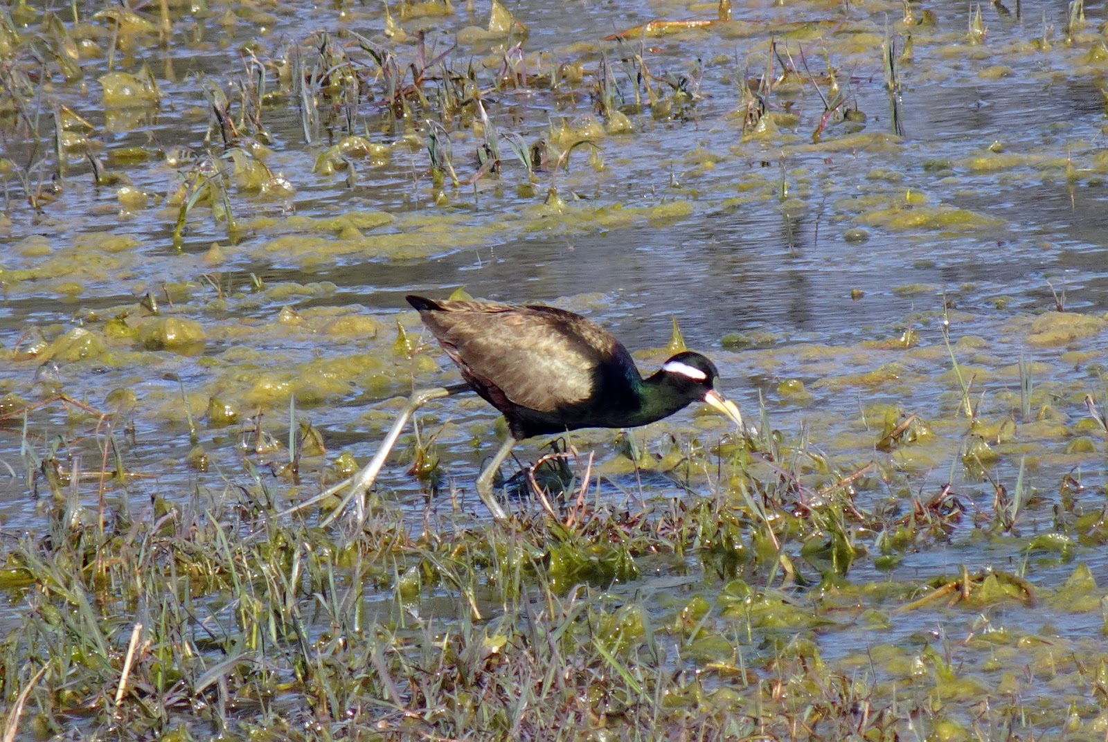 jacana fathers are sole parents to their chicks