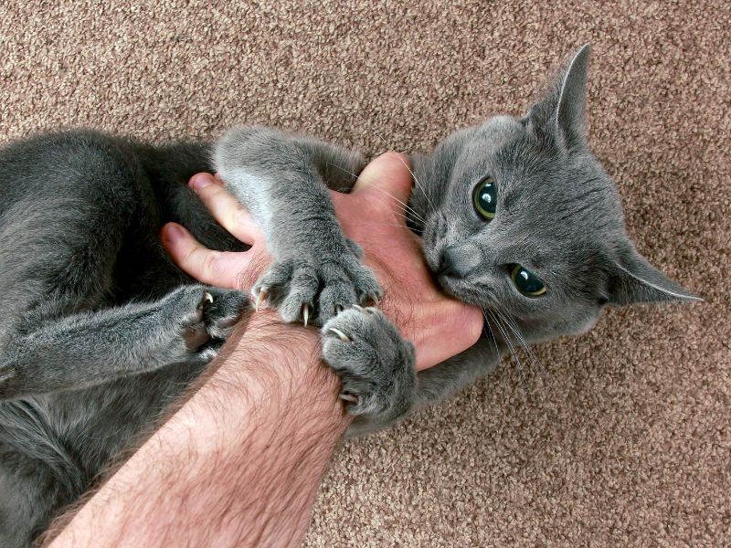 addressing-cat-aggression