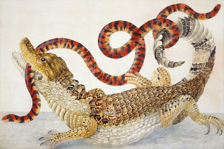 Illustration of a Caiman crocodilus and an Anilius scytale (1701–1705) by Maria Sibylla Merian.jpg