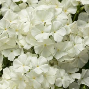 Intensia® White - Phlox hybrid