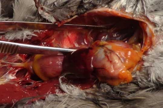 Cockatiel with pulmonary congestion 