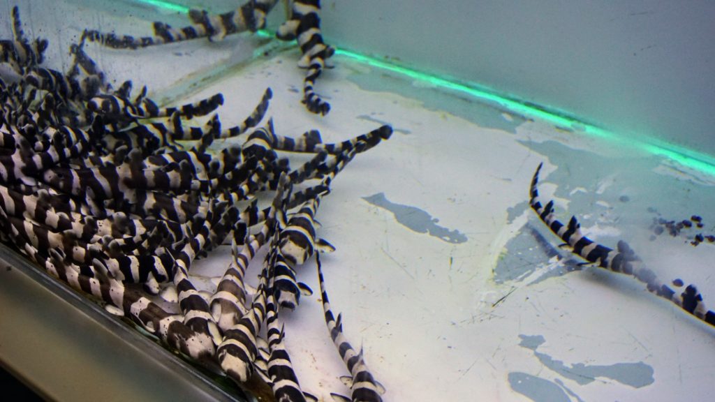Tubarões no aquário de Dubai