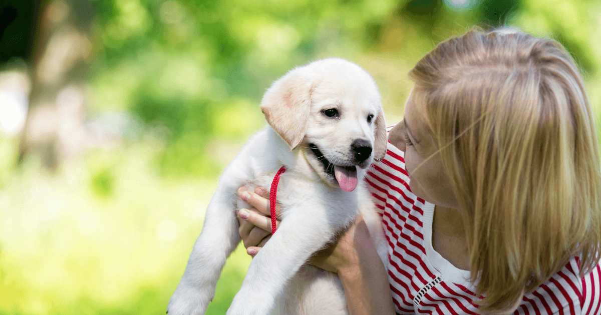 cute labrador puppy with lady