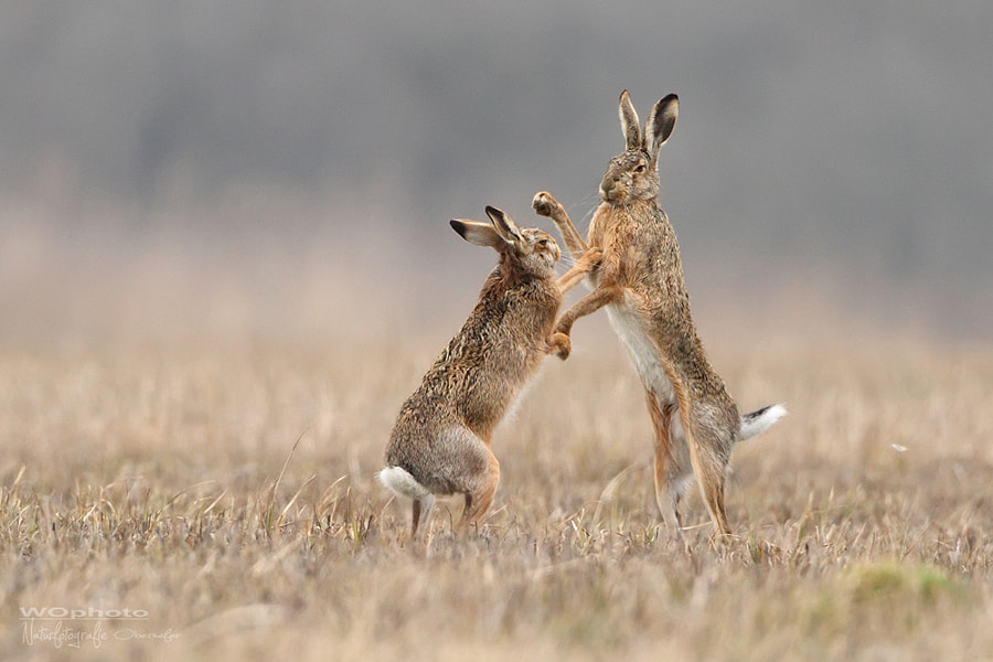 hares boxing hares animal 
