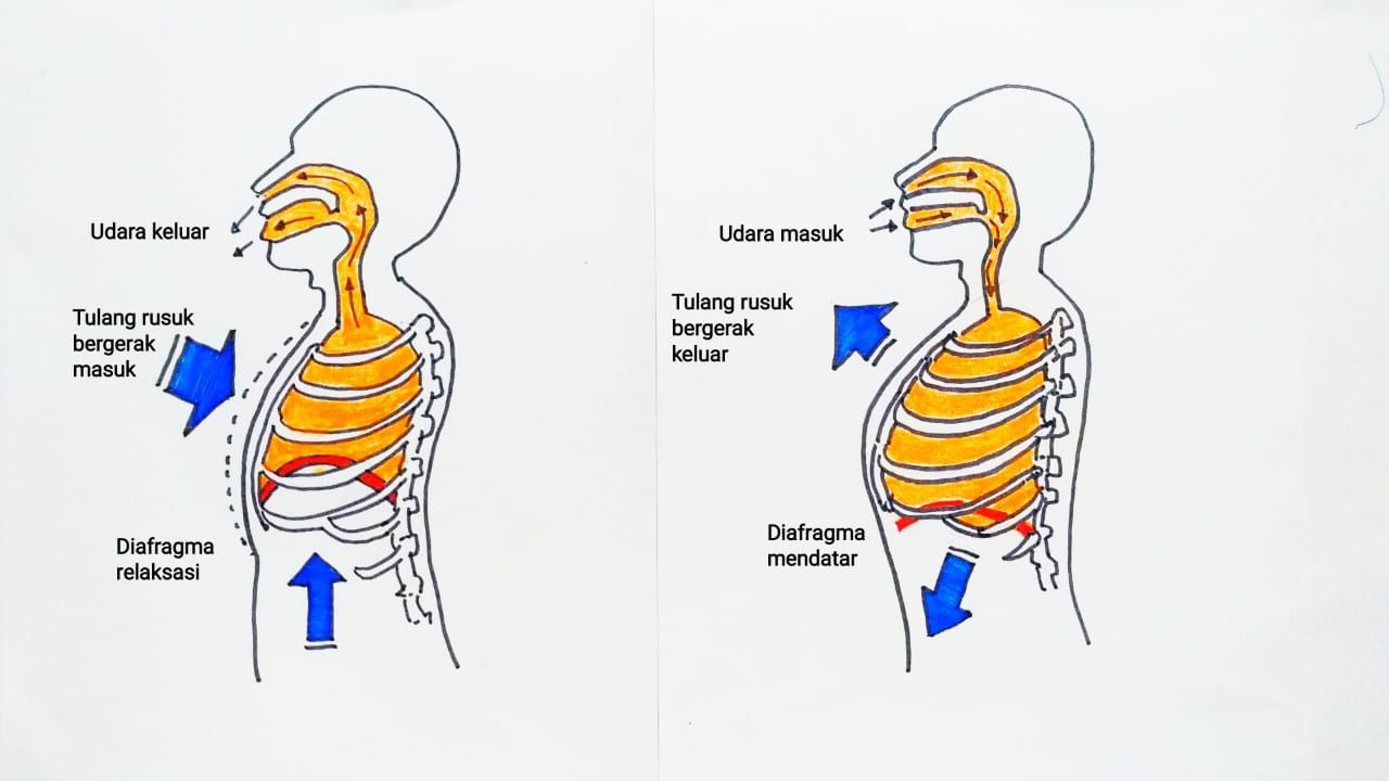 1. Latihan Pernapasan Diafragma