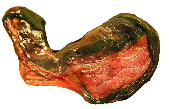 Placenta from Pyrenees dog with the fetal surface unstained