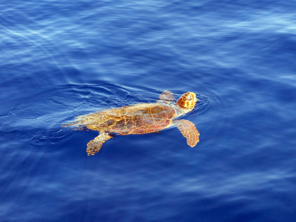 caretta.jpg