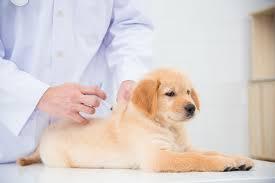 Вакцинація собак – значення, правила, види вакцин, графік щеплень та  можливі наслідки вакцинації