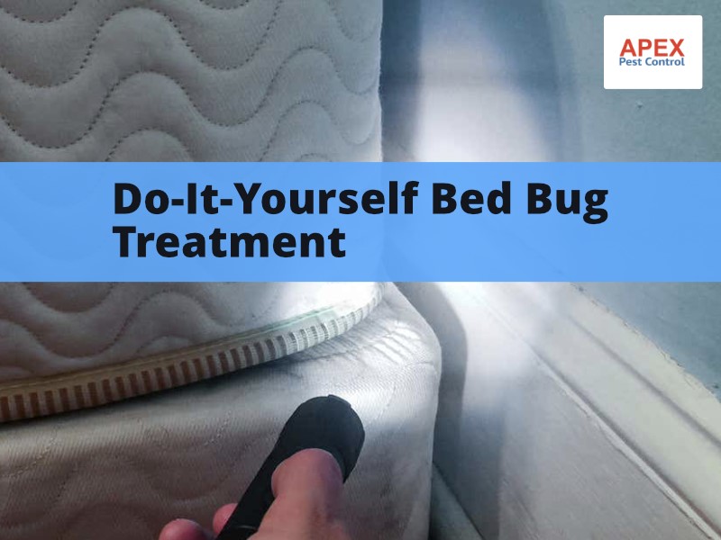 Pest Control Services Bed Bugs
