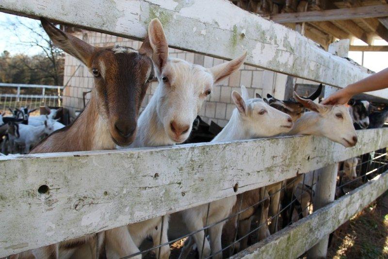 Goats at Lindale Farms benefit from a 2013 TCRF grant.