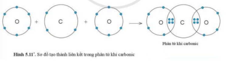 Câu hỏi trang 37 SGK TN&XH 7 CD tập 1