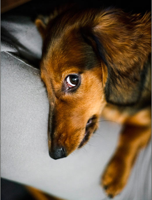 Почему собакам нельзя смотреть в глаза
