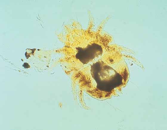 Cheyletiella parasitivorax (original magnification x40)