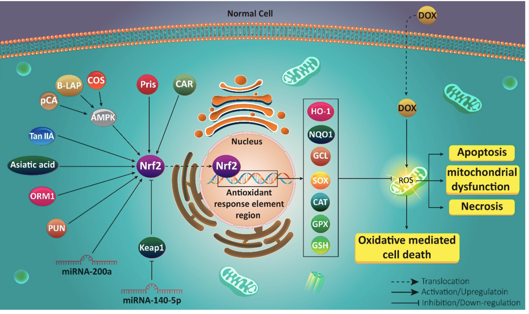 NRF2: A Thermostat of Anti-Inflammation | PUR-FORM