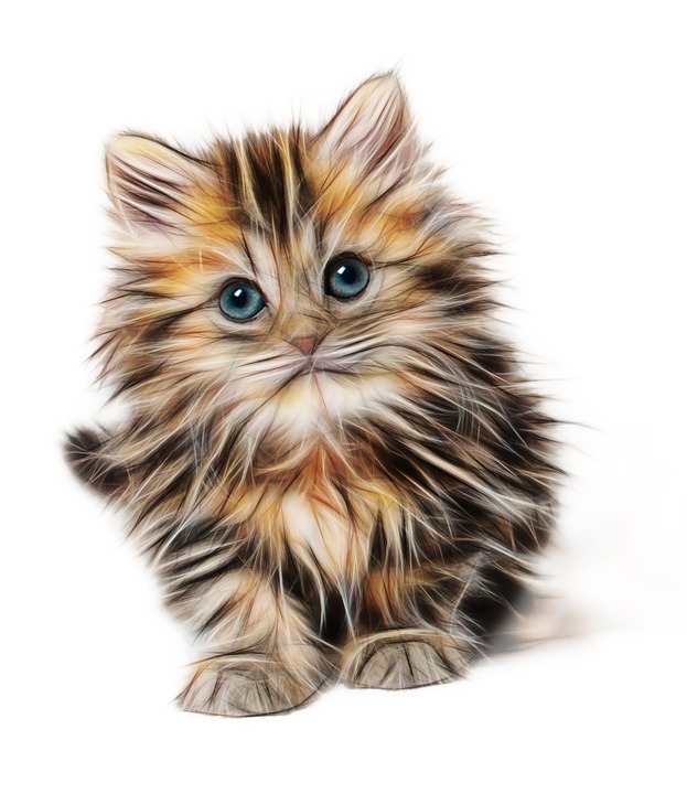 Free photo Cat Kitty Pet Domestic Kitten Animals Mammals - Max Pixel