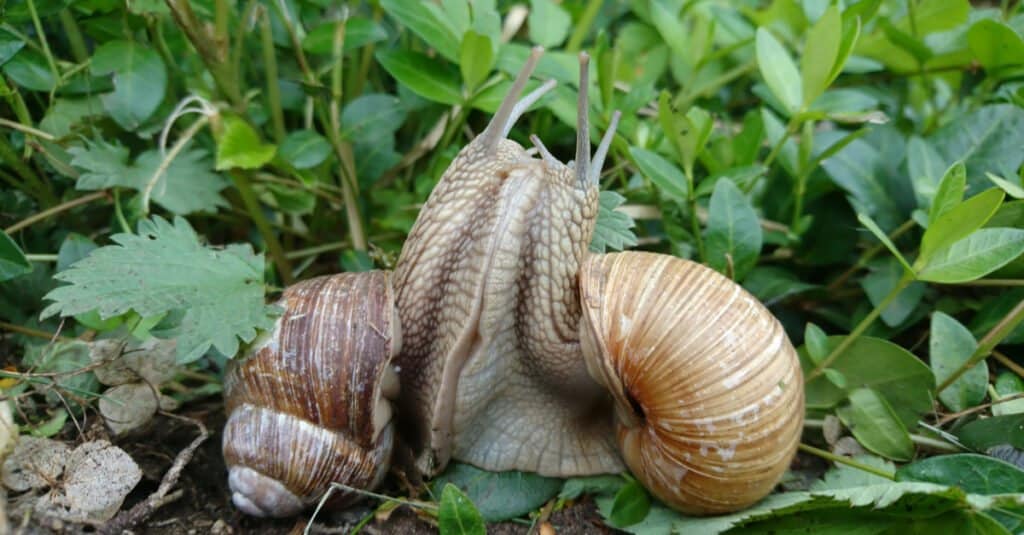 Snails 