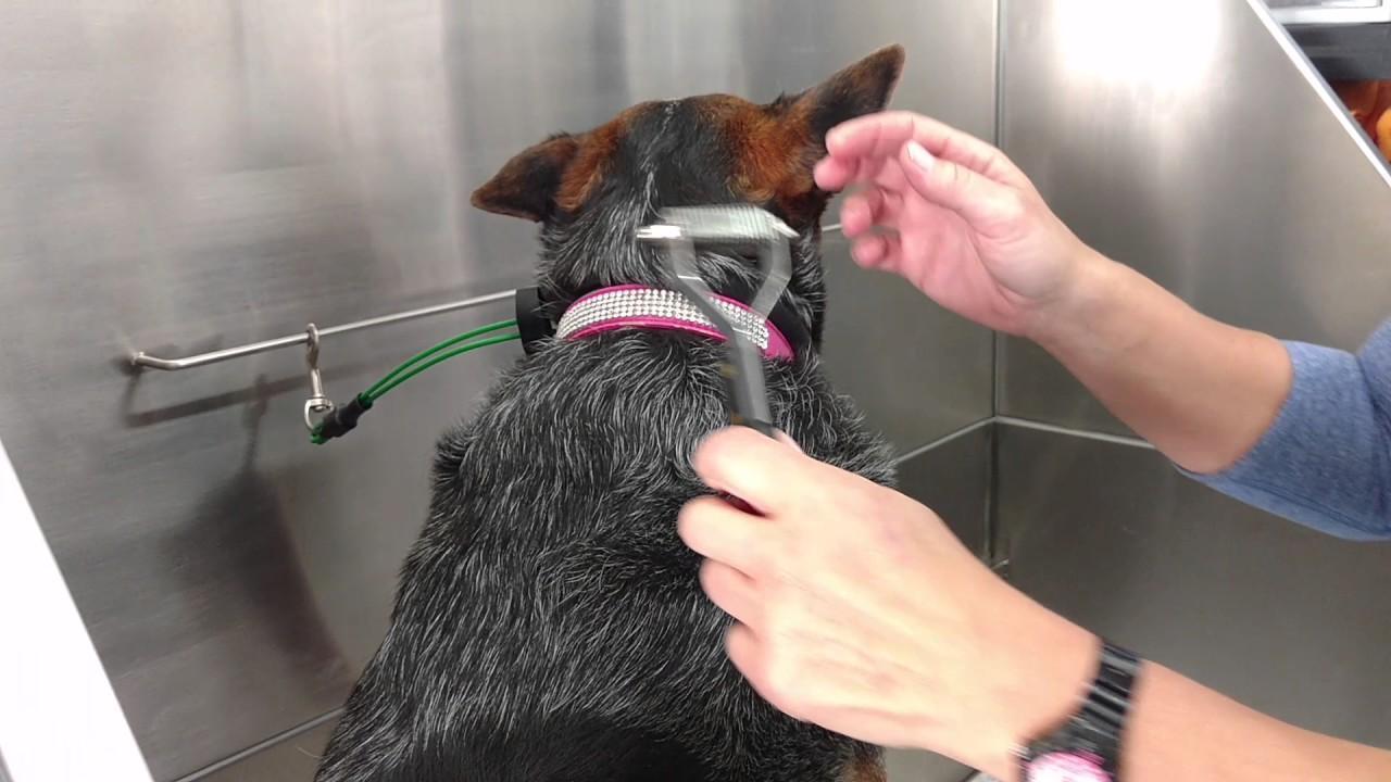 Best Tools for Deshedding Labs/Heelers - YouTube