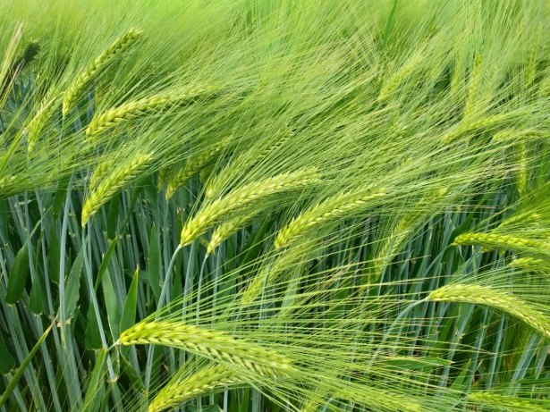 実った大麦の画像です。