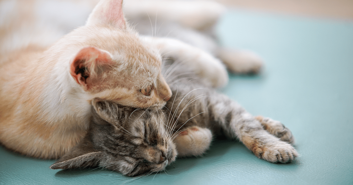 Ginger cat laying with paws wrapped around sleeping tabby cat