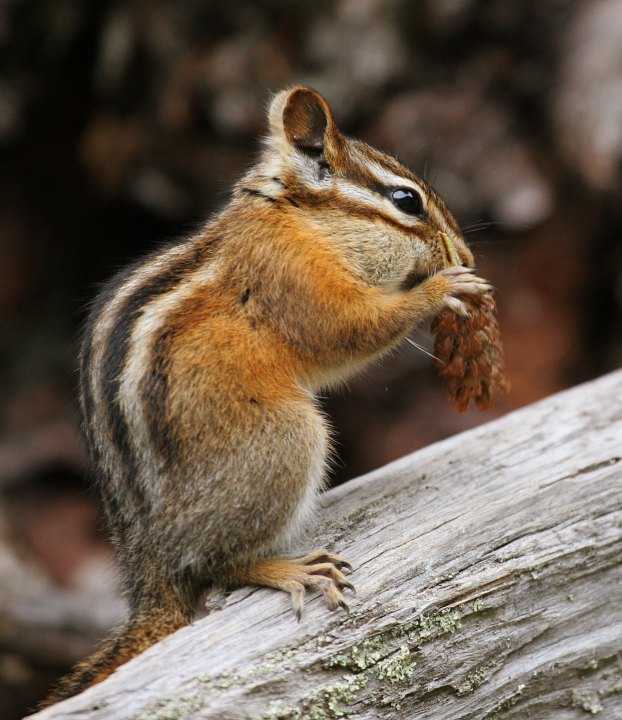 File:Tamias minimus.jpg - Wikimedia Commons