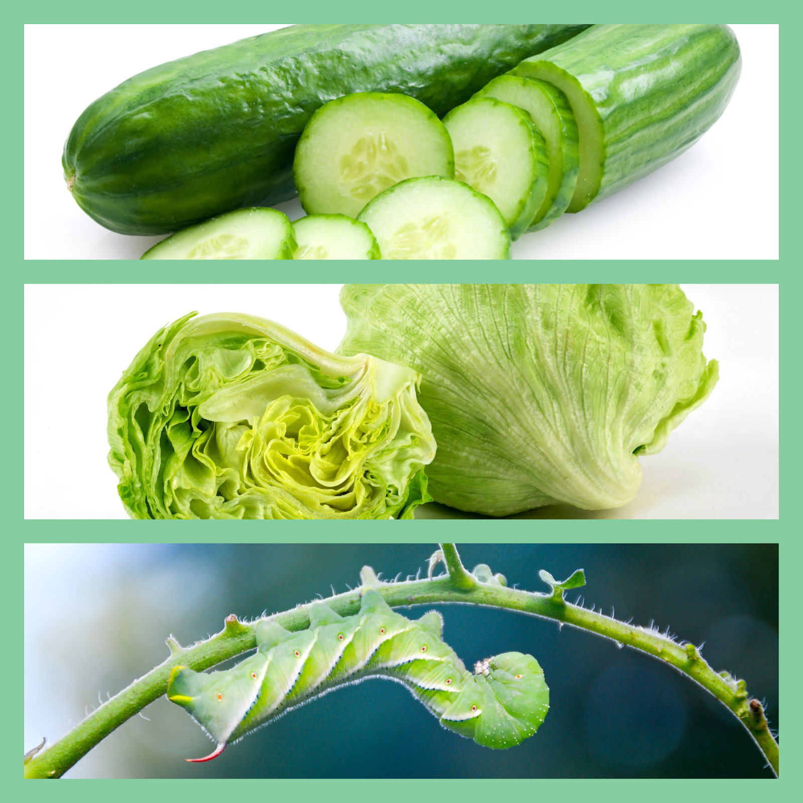 Cucumber, Lettuce and Hornworm