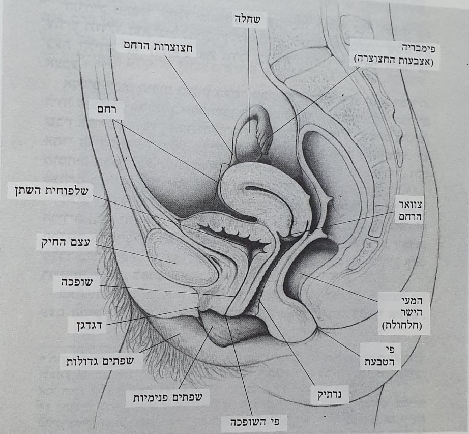 אנטומיה מינית של האישה | מין ואהבה סאסטרס וג'ונסון