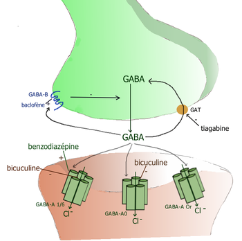 https://upload.wikimedia.org/wikipedia/commons/thumb/a/ab/Synapse_GABAergique.png/350px-Synapse_GABAergique.png
