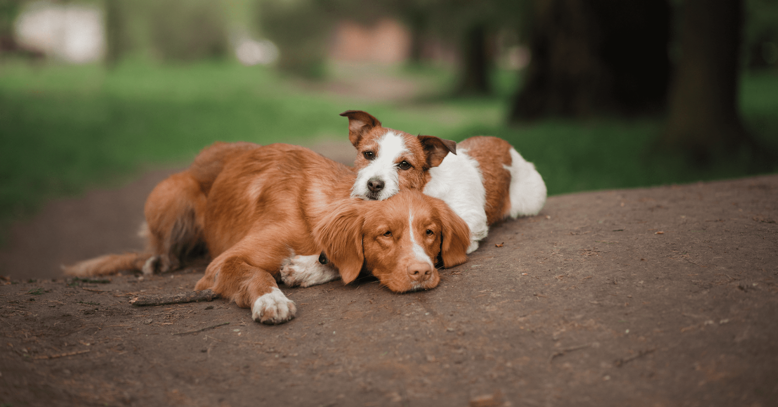 two dogs lying happily together