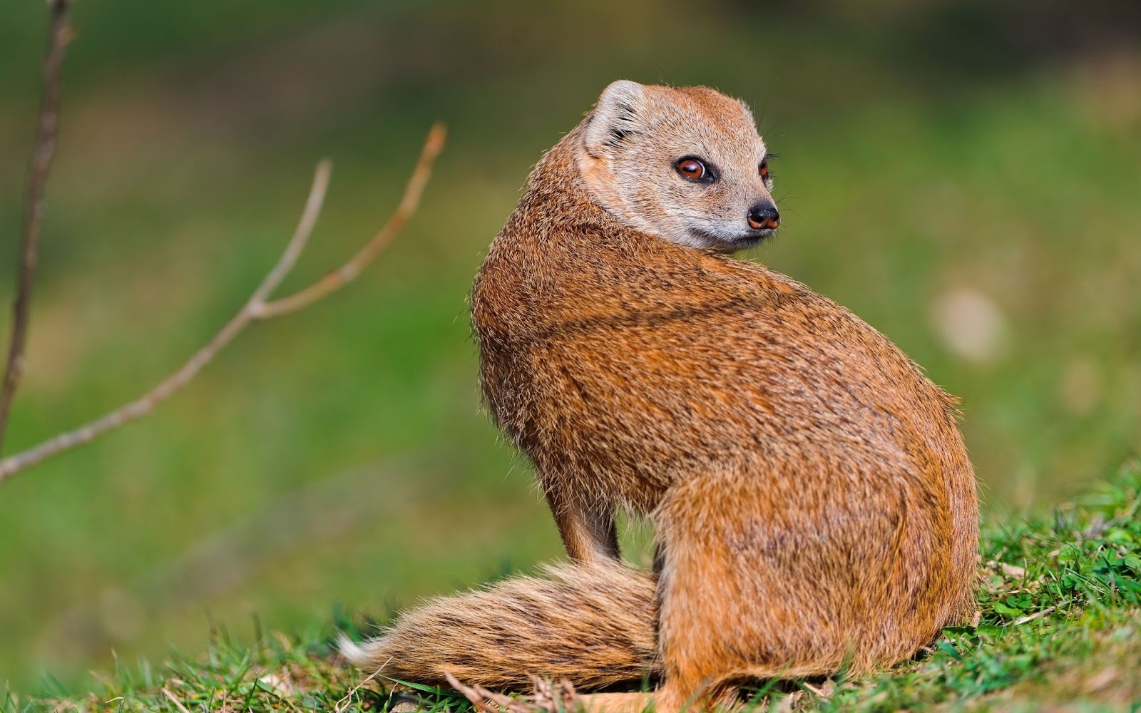 Mongoose