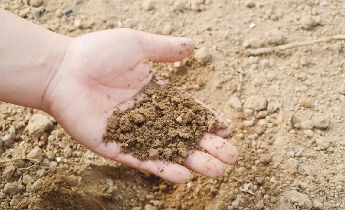 Builders Sand vs Horticultural Sand