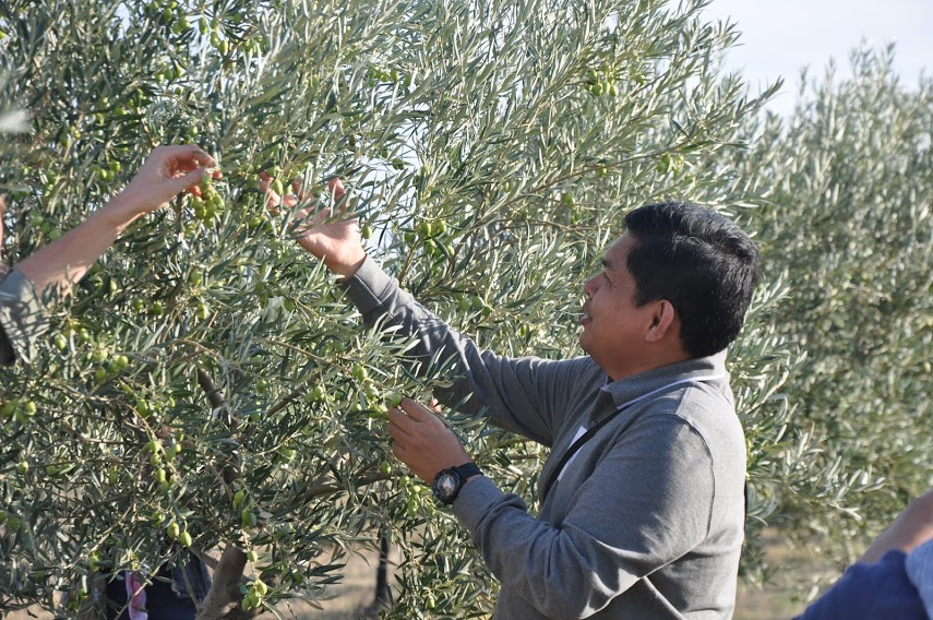 Student visiting olive grove during ESAO training